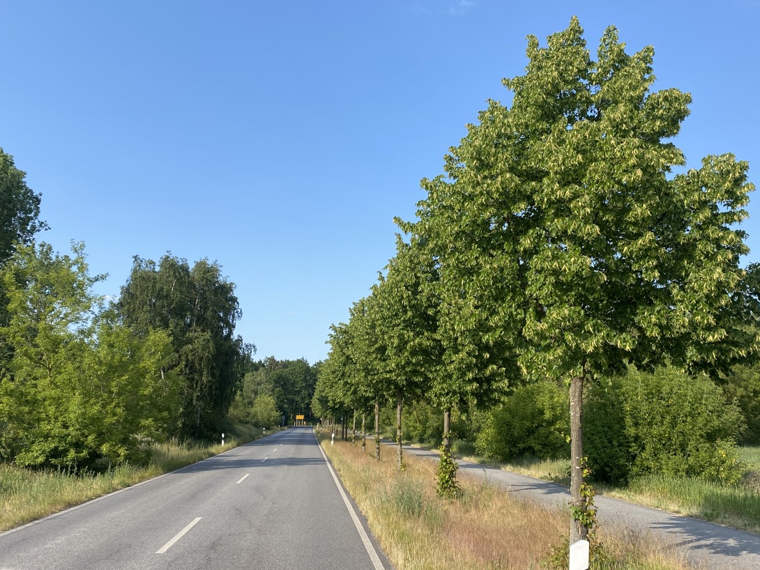 Baumreihe nach Hobrechtsfelde (Barnim)